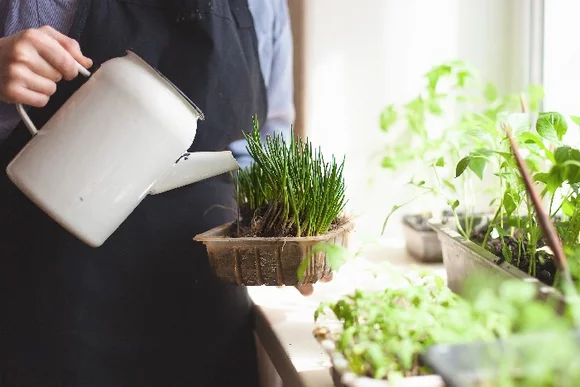 Person gießt Kräuter mit Gießkanne
