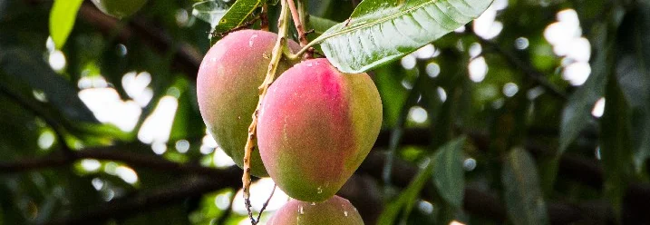 Drei Mangos an einem Ast