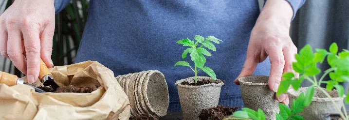 Person topft Setzlinge mit einer Kelle ein