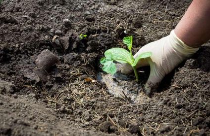 Hand pflanzt kleine Zucchini pflanze in Erde