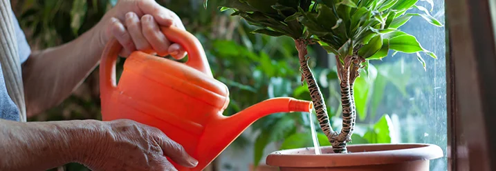 Person gießt Pflanze mit Gießkanne