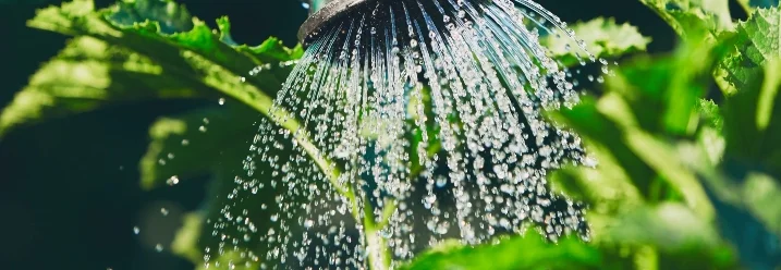 Gießkanne bewässert Pflanze