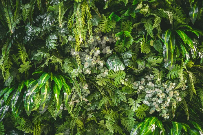 Wand mit verschiedenen Pflanzen