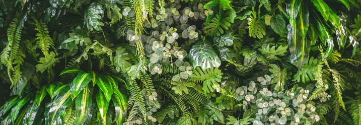 Wand mit verschiedenen Pflanzen