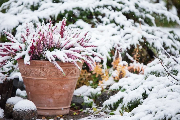 Schneebedeckte Pflanze im Topf