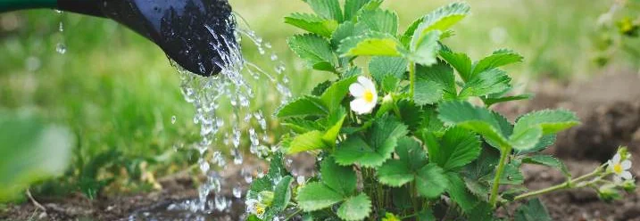 Gießkanne gießt Erdbeerpflanze