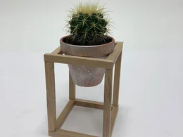 Kaktus in einem Topf auf einem Holzständer