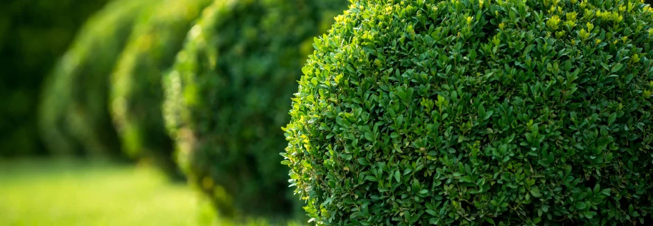 Grüne Hecke im Garten