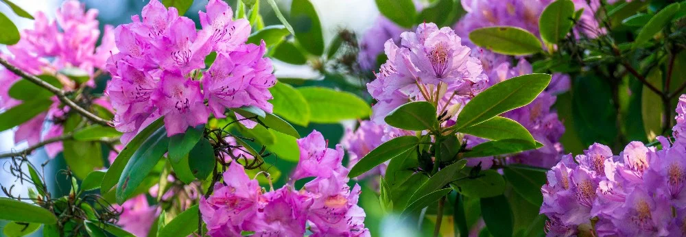 Lila Rhododendren in voller Blüte