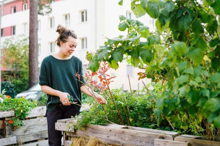 Person schneidet Pflanze mit Gartenschere