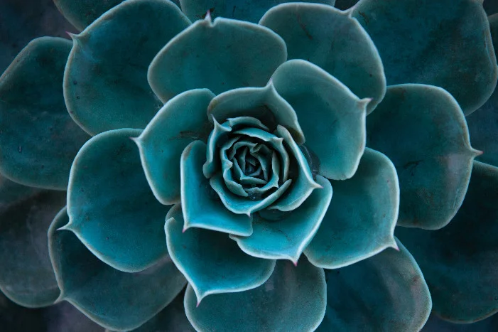 Türkisfarbene Sukkulente
