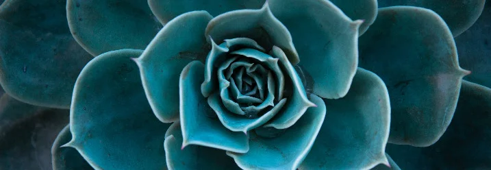 Türkisfarbene Sukkulente