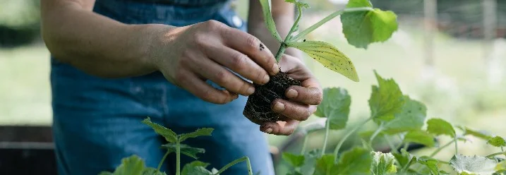 Person hält eine kleine Pflanze in der Hand