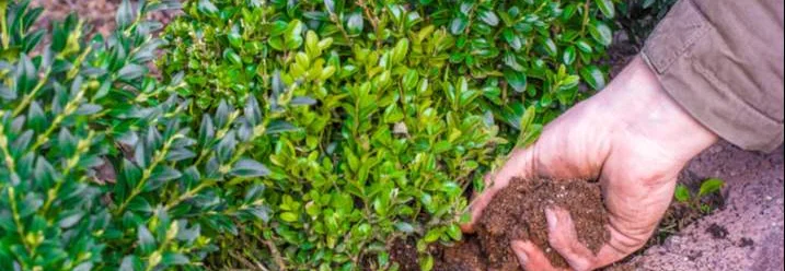 Person pflanzt Buchsbaum ein.
