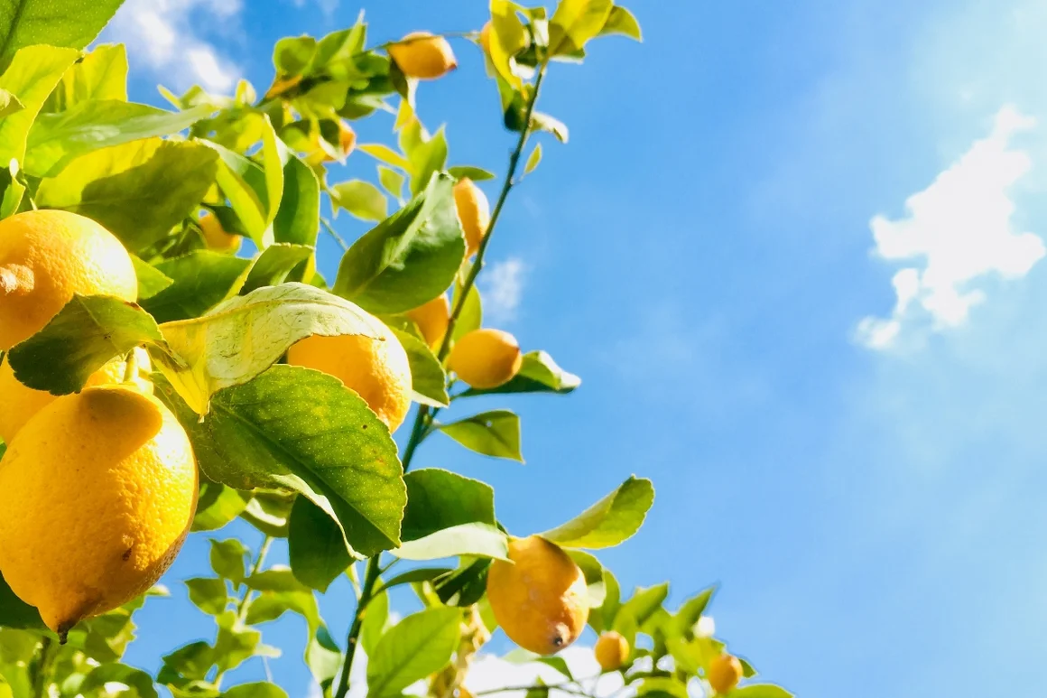 Zitronenbaum mit reifen Zitronen