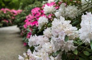 Rhododendron dngen: Tipps fr das richtige Dngen