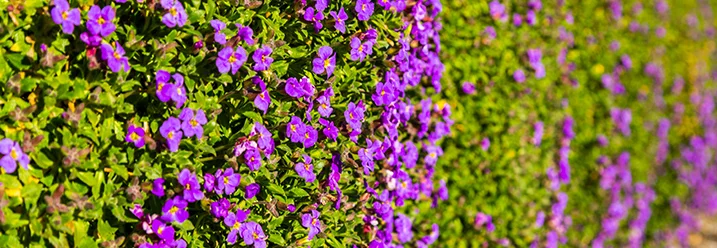 Violette Blüten an einer grünen Hecke