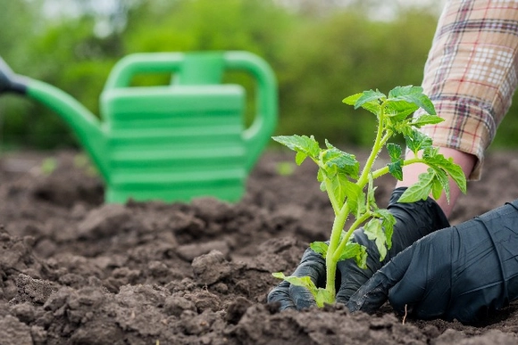 Person pflanzt Tomatensetzling