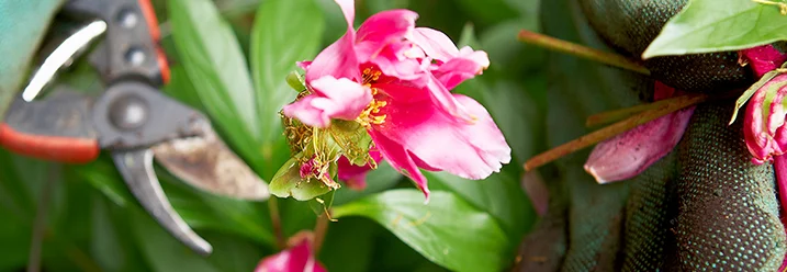 Hand mit Gartenschere schneidet rosa Pfingstrose