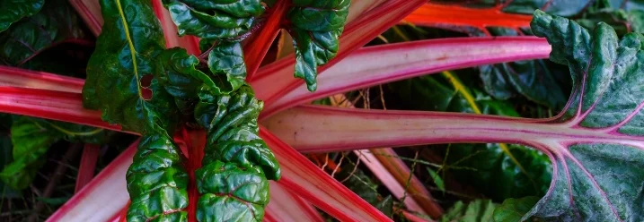 Rote Mangoldstängel