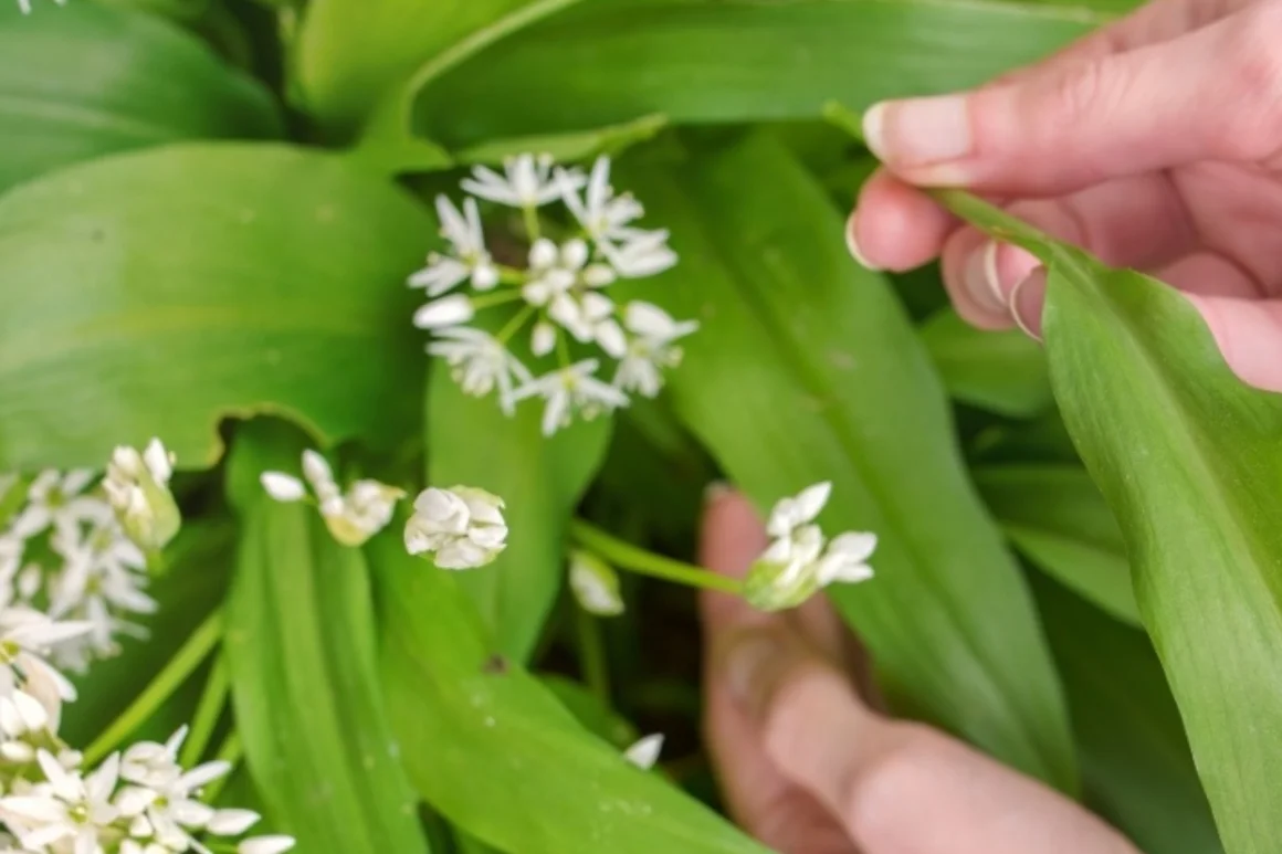 Hände pflücken Bärlauch