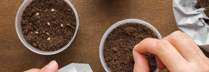 Person sät Samen in Töpfe