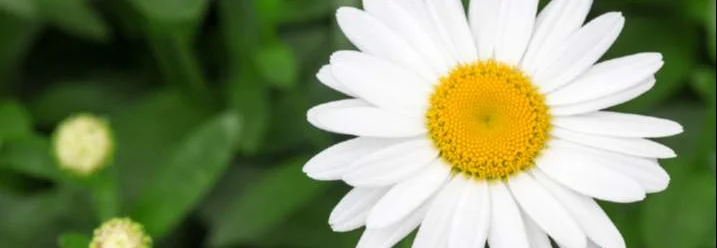 Eine weiße Margerite mit gelber Mitte