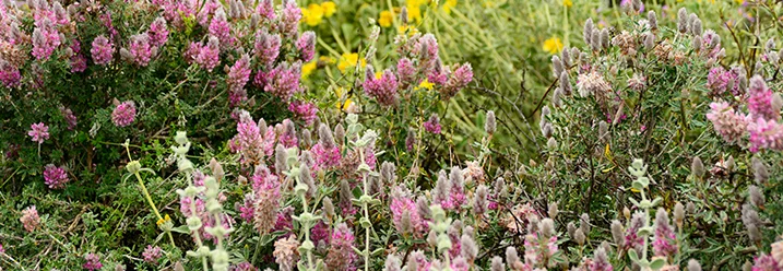 Rosa und gelbe Blumenwiese