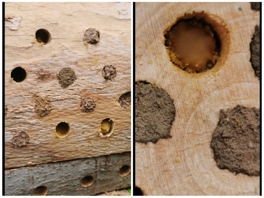 Insektenhotel Nahaufnahme