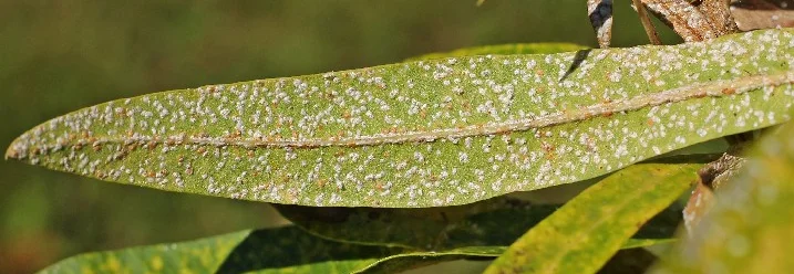 Blatt mit Wollläusen