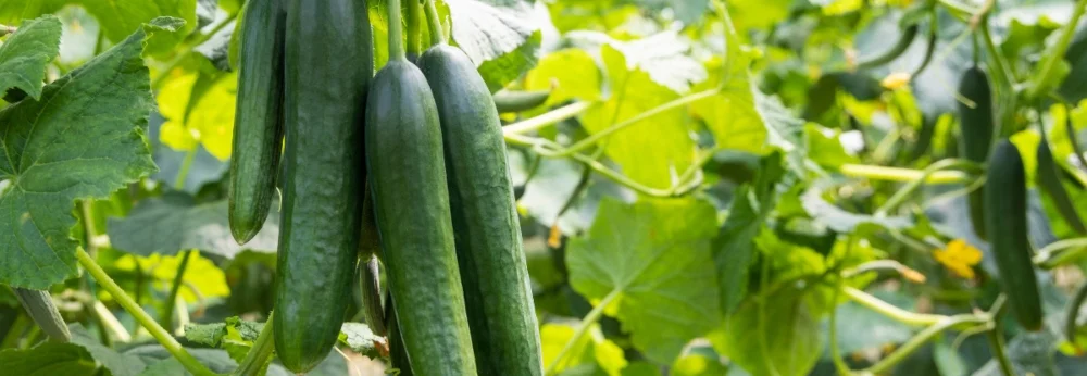 Grüne Gurken an einer Pflanze