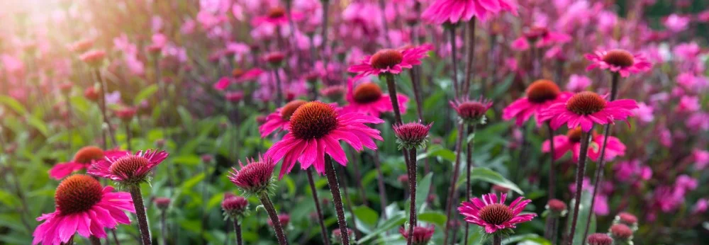 Rosa Sonnenhutblüten in der Nahaufnahme