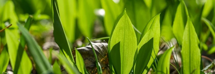 Frischer Bärlauch im Wald