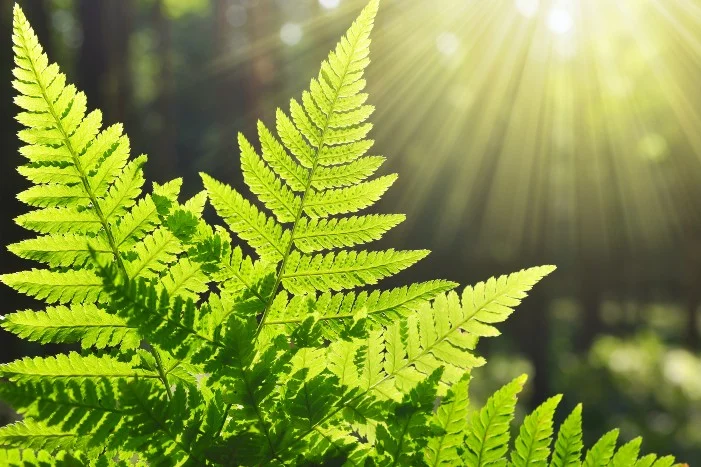 Sonnenbeschienene Farnblätter