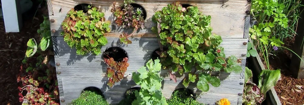 Upcycling: Weinkiste als Kräuterbeet