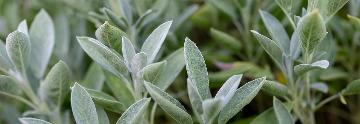 Nahaufnahme von Salbeiblättern
