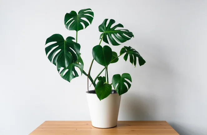 monstera luftfeuchtigkeit erhöhen Tipps zur Pflege deiner Pflanze : Monstera deliciosa – PflanzenFuerAlle main image 0