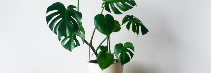 Topfpflanze mit großen, grünen Blättern