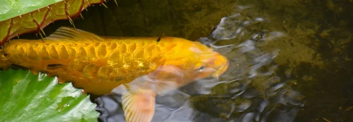 Goldfisch im Teich