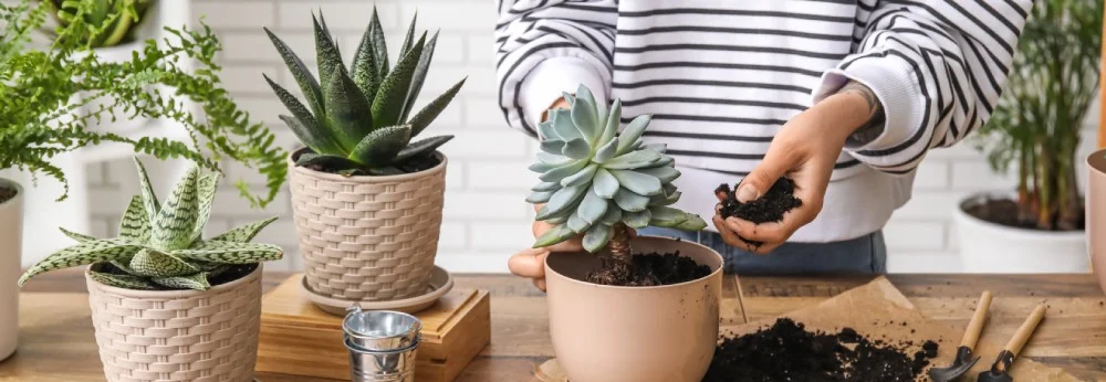 Eine Person pflanzt eine Sukkulente auf einem Holztisch um.