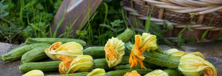 Frisch geerntete Zucchini mit Blüten