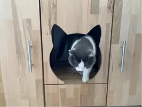 Katze verlässt Katzentoilette