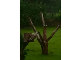 Outdoor Katzen-Kratzbaum