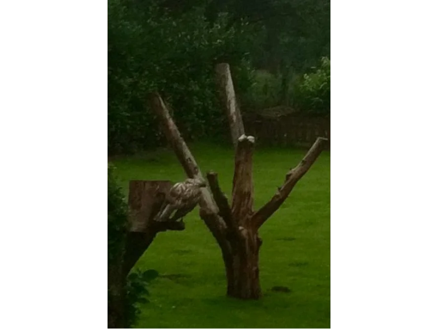Outdoor Katzen-Kratzbaum