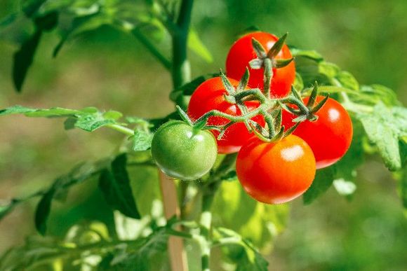 Rispe mit Tomaten im Freien