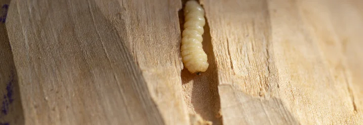 Holzwurm im Holz