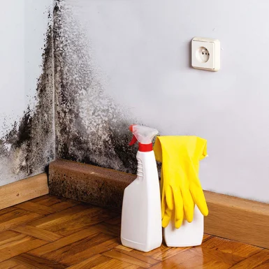 Schimmelentferner und Handschuhe neben Schimmel an der Wand