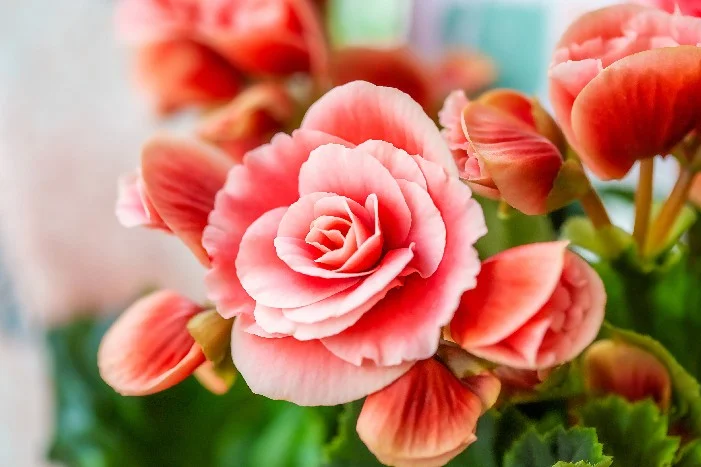 Nahaufnahme von mehreren rosafarbenen Blüten