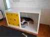 Hund in einer Hundebox
