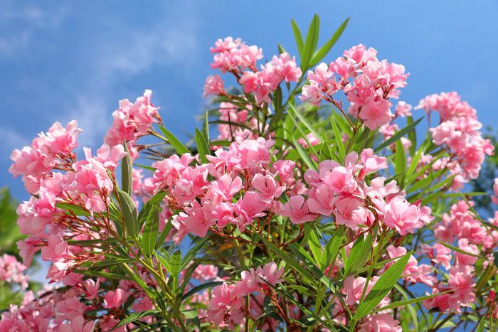 Oleander vor blauem Himmel